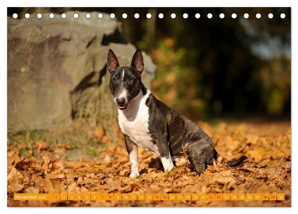 Produktbild: Bullterrier, Powerpakete auf 4 Pfoten (Tischkalender 2026 DIN A5 quer), CALVENDO Monatskalender