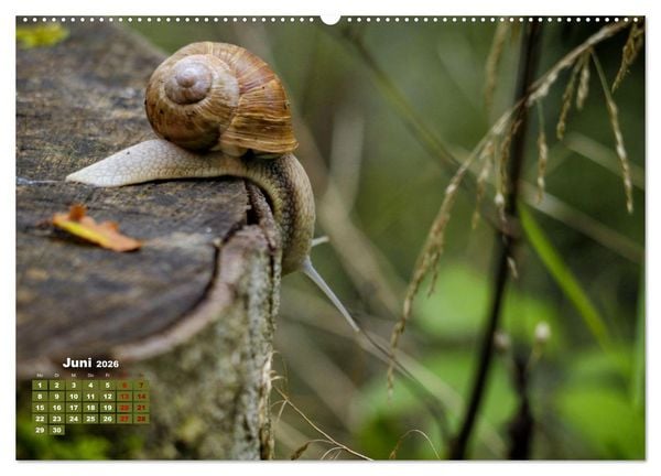 Produktbild: Klein aber oho. Die bunte Welt der Insekten (hochwertiger Premium Wandkalender 2026 DIN A2 quer), Kunstdruck in Hochglanz