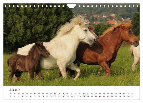 Produktbild: Islandpferde - Hufschlag aus Feuer und Eis (Wandkalender 2027 DIN A4 quer), CALVENDO Monatskalender