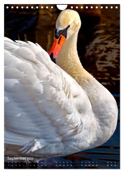 Produktbild: Der Schwan (Wandkalender 2026 DIN A4 hoch), CALVENDO Monatskalender