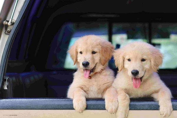 Produktbild: Cover-your-desk Schreibtischunterlage f&uuml;r Kinder und Erwachsene Golden Retriever Welpen, aus hochwertigem Vinyl , 60 x 40 cm