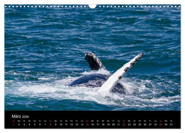Produktbild: Wale (Wandkalender 2026 DIN A3 quer), CALVENDO Monatskalender
