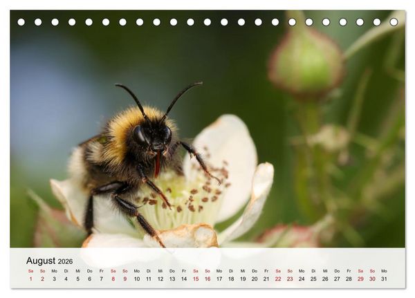 Produktbild: Verborgene Wunder (Tischkalender 2026 DIN A5 quer), CALVENDO Monatskalender