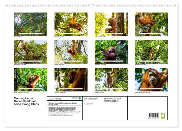Produktbild: Gunung Leuser Nationalpark und seine Orang Utans (Wandkalender 2026 DIN A2 quer), CALVENDO Monatskalender