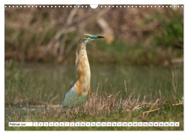 Produktbild: Vogelparadies Volvi-See (Wandkalender 2026 DIN A3 quer), CALVENDO Monatskalender