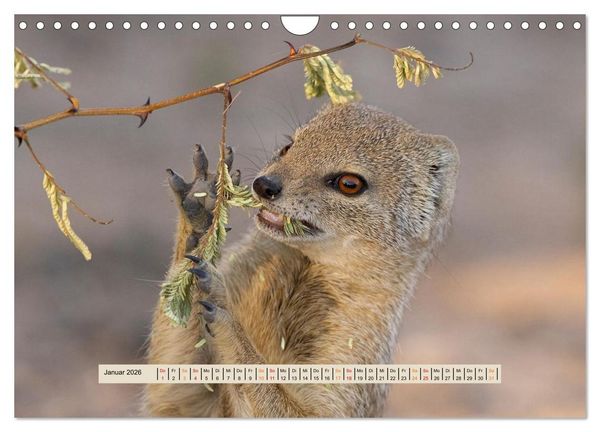 Produktbild: Kgalagadi-Durstland (Wandkalender 2026 DIN A4 quer), CALVENDO Monatskalender
