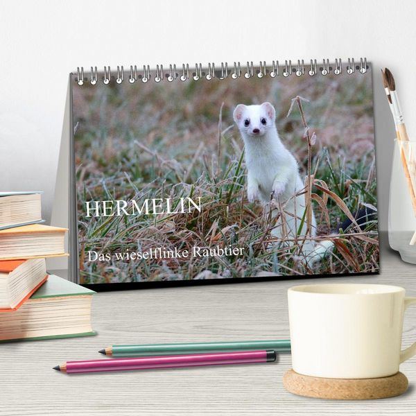 Produktbild: Hermelin - das wieselflinke Raubtier (Tischkalender 2026 DIN A5 quer), CALVENDO Monatskalender