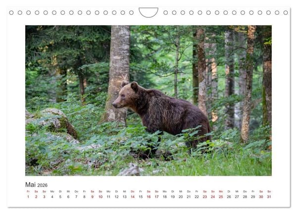 Produktbild: Slowenien - Wilde B&auml;ren und zauberhafte Natur (Wandkalender 2026 DIN A4 quer), CALVENDO Monatskalender