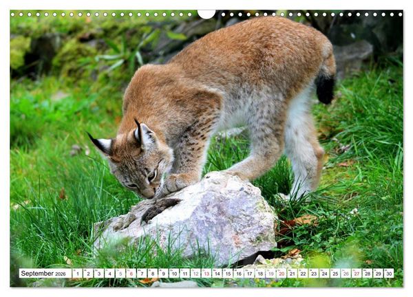 Produktbild: Der Luchs - Der J&auml;ger auf leisen Pfoten (Wandkalender 2026 DIN A3 quer), CALVENDO Monatskalender