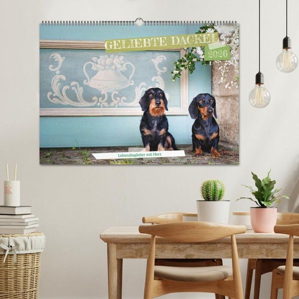 Produktbild: Geliebte Dackel (Wandkalender 2026 DIN A2 quer), CALVENDO Monatskalender