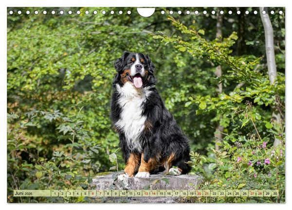 Produktbild: Schweizer Sennenhunde - Appenzeller - Berner - Entlebucher - Gro&szlig;e Schweizer (Wandkalender 2026 DIN A4 quer), CALVENDO Monatskalender