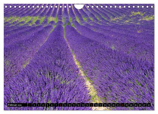Produktbild: Lavendel (Wandkalender 2026 DIN A4 quer), CALVENDO Monatskalender