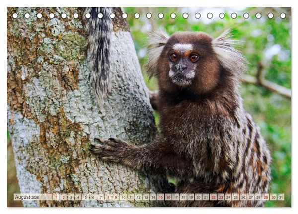 Produktbild: Brasilien - Zwischen Iguazu und Rio (Tischkalender 2026 DIN A5 quer), CALVENDO Monatskalender