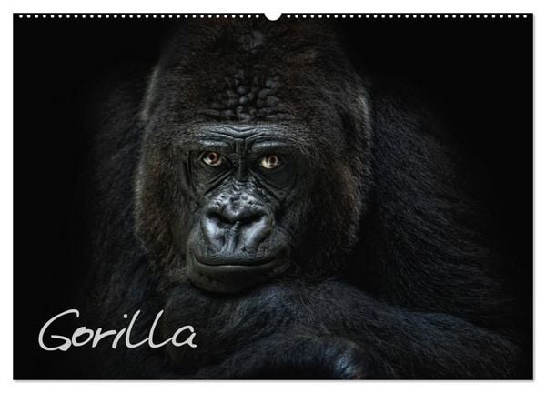 Produktbild: Gorilla (Wandkalender 2026 DIN A2 quer), CALVENDO Monatskalender