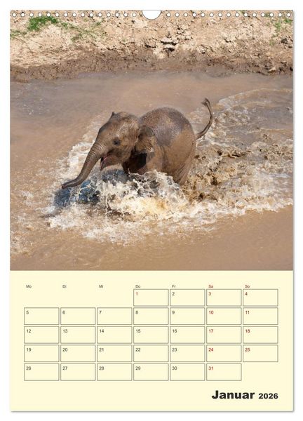 Produktbild: ELEFANTEN - Asiens graue Riesen (Wandkalender 2026 DIN A3 hoch), CALVENDO Monatskalender