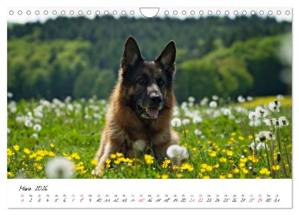 Produktbild: Deutsche Sch&auml;ferhunde - Senioren auf vier Pfoten (Wandkalender 2026 DIN A4 quer), CALVENDO Monatskalender