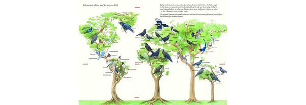 Produktbild: Schlau, schwarz und kunterbunt