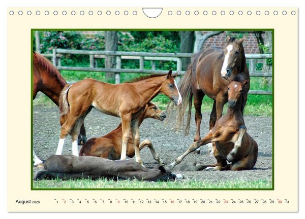 Produktbild: Fr&uuml;hling auf der Pferdeweide (Wandkalender 2026 DIN A4 quer), CALVENDO Monatskalender