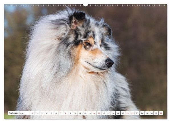 Produktbild: Collies - Eine Liebe f&uuml;r immer und ewig (hochwertiger Premium Wandkalender 2026 DIN A2 quer), Kunstdruck in Hochglanz