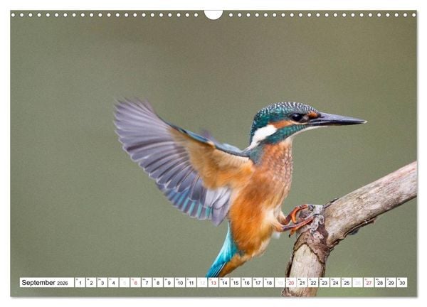 Produktbild: Faszination Eisvogel (Wandkalender 2026 DIN A3 quer), CALVENDO Monatskalender