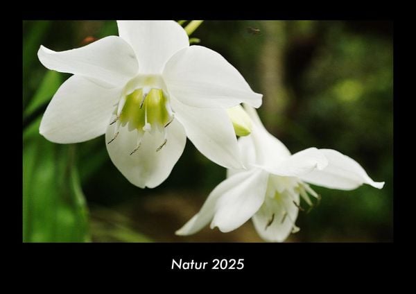 Produktbild: Natur 2025 Fotokalender DIN A3