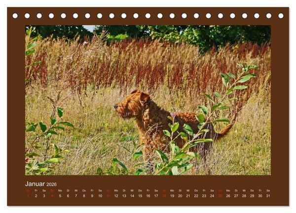 Produktbild: Kelly, der Irish Terrier - innen und au&szlig;en aus Gold (Tischkalender 2026 DIN A5 quer), CALVENDO Monatskalender