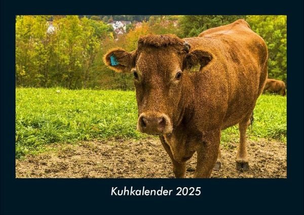 Produktbild: Kuhkalender 2025 Fotokalender DIN A4