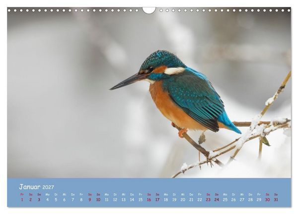 Produktbild: Alcedo atthis. Der Eisvogel (Wandkalender 2027 DIN A3 quer), CALVENDO Monatskalender