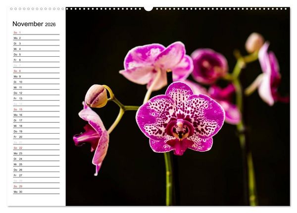Produktbild: Bl&uuml;tenzauber Orchideen (hochwertiger Premium Wandkalender 2026 DIN A2 quer), Kunstdruck in Hochglanz