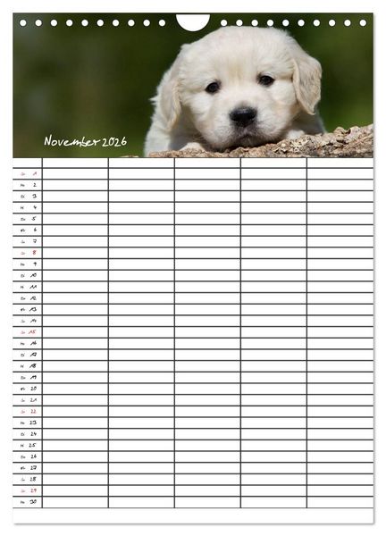 Produktbild: Familienplaner: Golden Retriever Welpen (Wandkalender 2026 DIN A4 hoch), CALVENDO Monatskalender