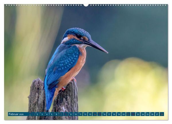 Produktbild: Unsere Vogelvielfalt: Ein Schatz zum Entdecken und Sch&uuml;tzen (Wandkalender 2026 DIN A2 quer), CALVENDO Monatskalender