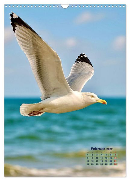 Produktbild: Seev&ouml;gel an der Nordsee (Wandkalender 2027 DIN A3 hoch), CALVENDO Monatskalender