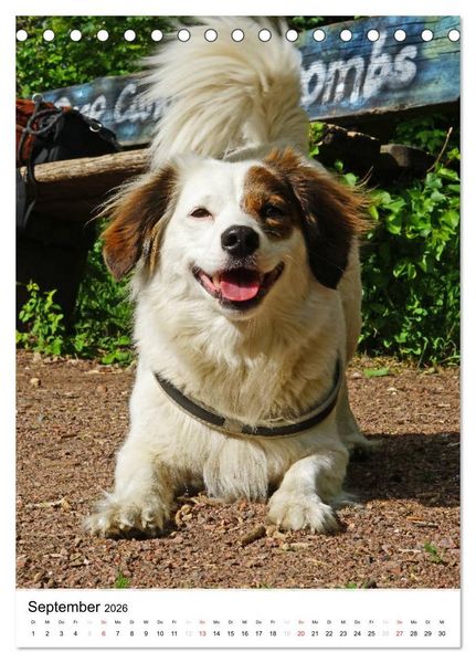 Produktbild: Hundefreunde (Tischkalender 2026 DIN A5 hoch), CALVENDO Monatskalender