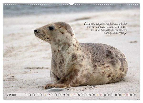 Produktbild: Kegelrobben auf der Insel D&uuml;ne (hochwertiger Premium Wandkalender 2026 DIN A2 quer), Kunstdruck in Hochglanz