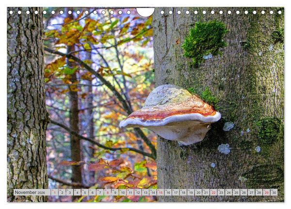 Produktbild: Pilze & Schwammerln (Wandkalender 2026 DIN A4 quer), CALVENDO Monatskalender