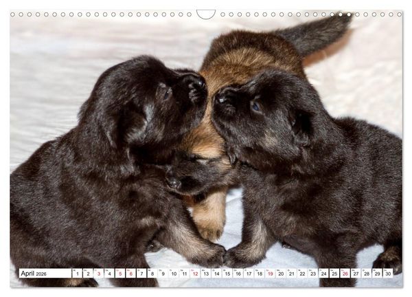 Produktbild: Eurasier, der Hund im Wolfspelz (Wandkalender 2026 DIN A3 quer), CALVENDO Monatskalender