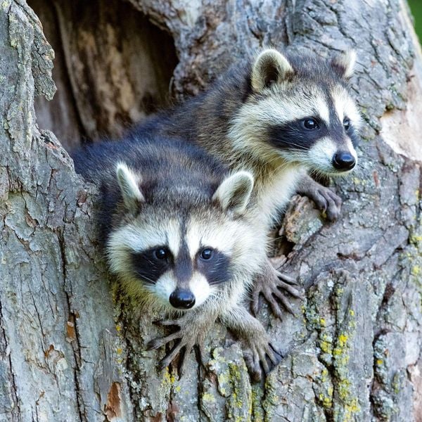 Produktbild: Tierbabys / Baby Animals 2027