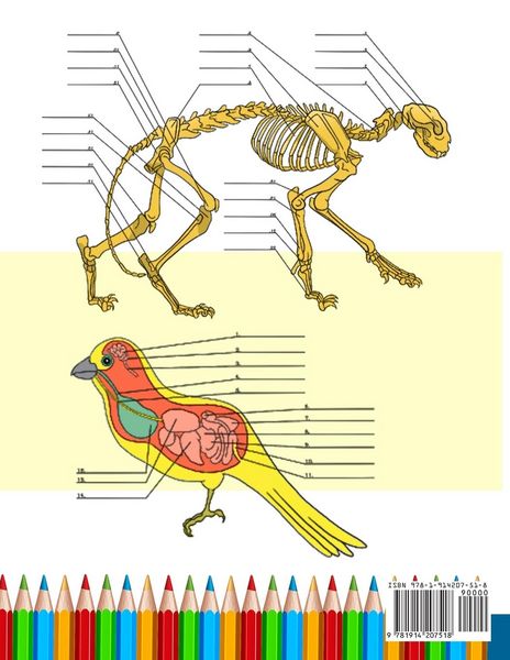 Produktbild: Animal & Cat Anatomy Coloring Book