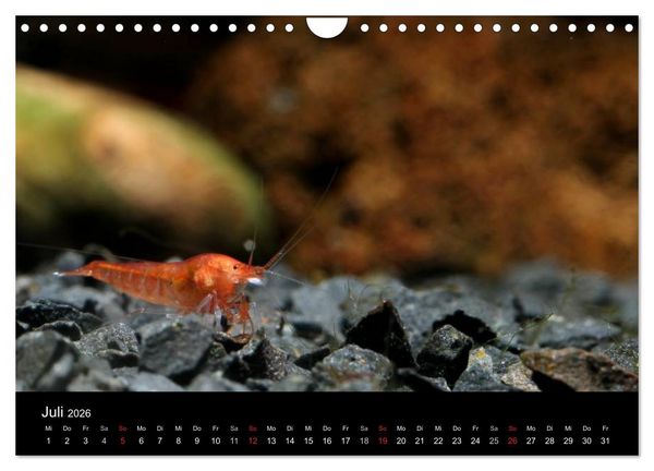 Produktbild: Zwerggarnelen - gepanzerte Juwelen im Aquarium (Wandkalender 2026 DIN A4 quer), CALVENDO Monatskalender