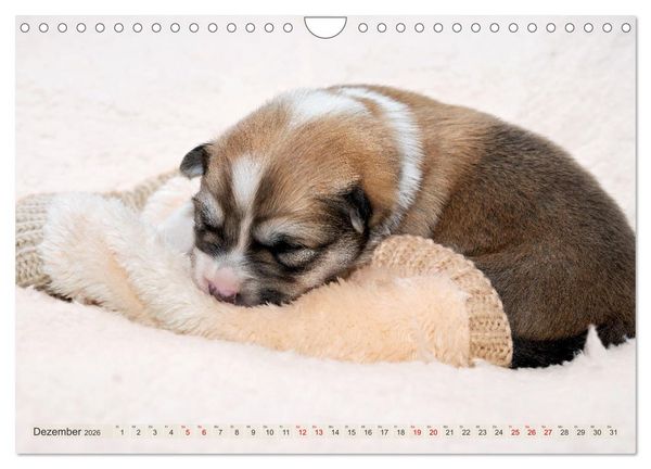 Produktbild: Bezaubernde Islandhundewelpen (Wandkalender 2026 DIN A4 quer), CALVENDO Monatskalender