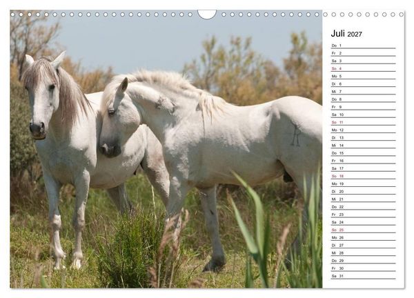 Produktbild: Pferde der Camargue &ndash; Schimmel im Rh&ocirc;nedelta (Wandkalender 2027 DIN A3 quer), CALVENDO Monatskalender