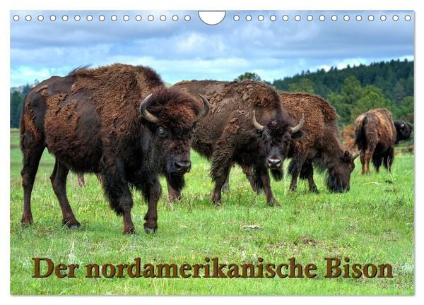 Produktbild: Der nordamerikanische Bison (Wandkalender 2026 DIN A4 quer), CALVENDO Monatskalender