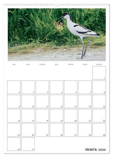 Produktbild: Notre nature sauvage, oiseaux aquatiques d'Europe (Calendrier mural 2026 DIN A2 horizontal), CALVENDO calendrier mensuel