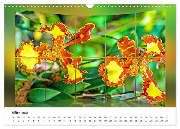 Produktbild: Orchideen Bildergalerie (Wandkalender 2026 DIN A3 quer), CALVENDO Monatskalender