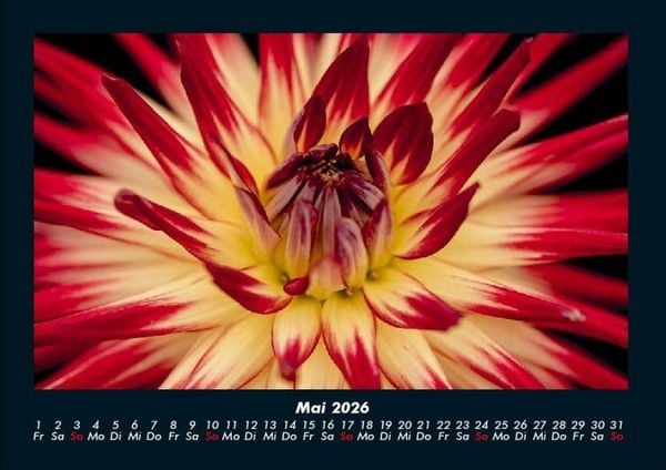 Produktbild: Blumentr&auml;ume 2026 Fotokalender DIN A4