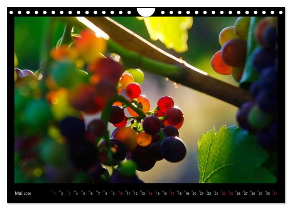 Produktbild: Wein (Wandkalender 2026 DIN A4 quer), CALVENDO Monatskalender