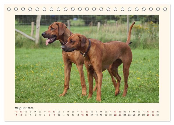 Produktbild: Rhodesian Ridgeback Power aus S&uuml;dafrika (Tischkalender 2026 DIN A5 quer), CALVENDO Monatskalender