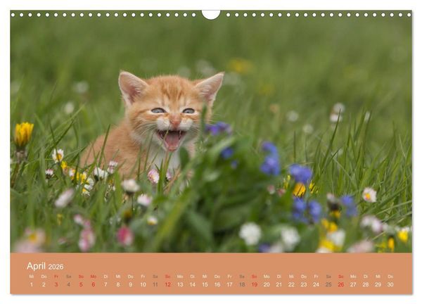 Produktbild: S&uuml;&szlig;e Stubentiger - Katzenkinder (Wandkalender 2026 DIN A3 quer), CALVENDO Monatskalender