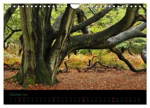 Produktbild: Baumgefl&uuml;ster (Wandkalender 2026 DIN A4 quer), CALVENDO Monatskalender