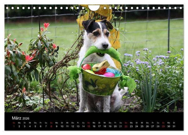 Produktbild: The Bravehearts und Freunde - Parson Russells (Wandkalender 2026 DIN A4 quer), CALVENDO Monatskalender